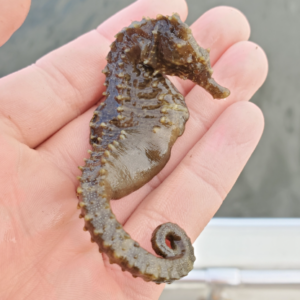 Sea Horse